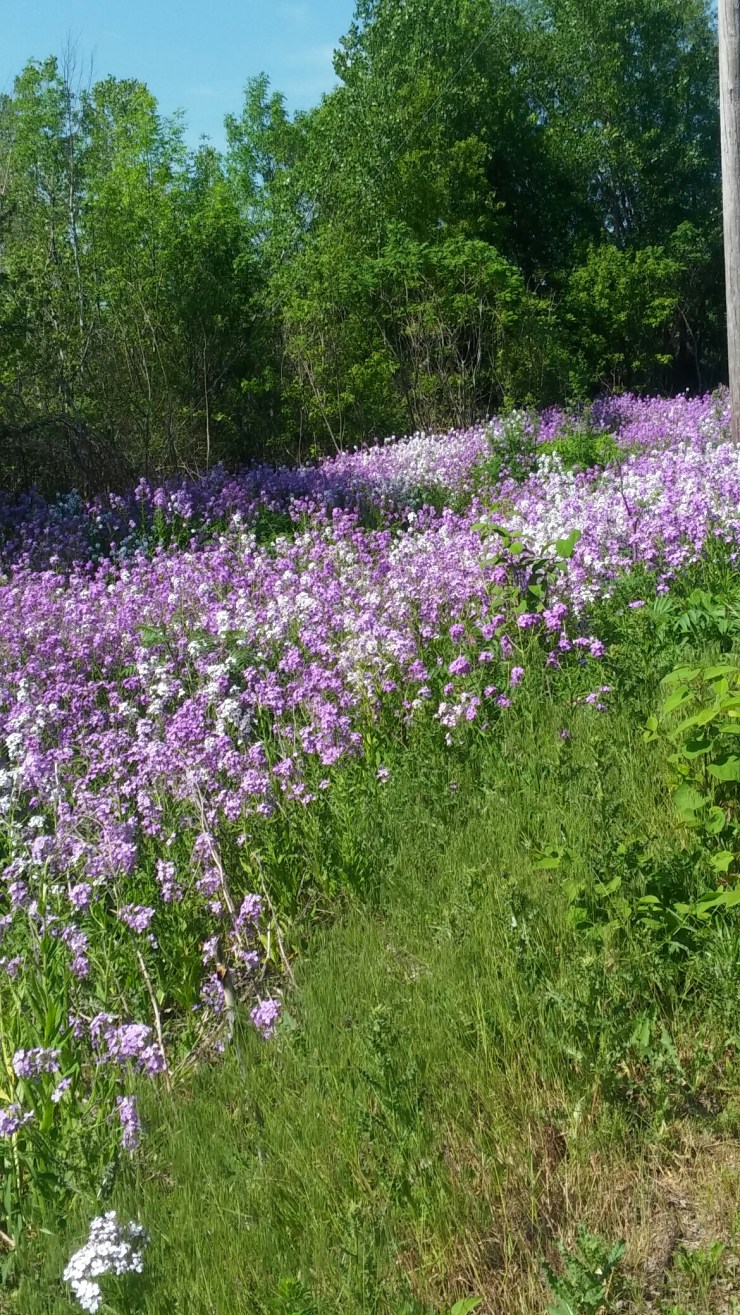 wp-1464653105459 image